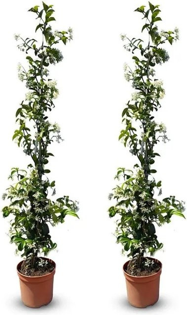 Sunny-Tree Toskanischer Jasmin Trachelospermum Jasminoides, 2 Stück Kletterpflanzen für den Außenbereich, Farbe: Weiß/Grün, Höhe: 120 cm - Bild 1