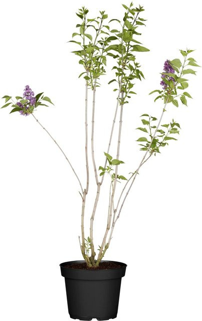 OBI Koreanischer Flieder Miss Kim Syringa patula Zierstrauch Violett Höhe ca. 50 - 60 cm - Bild 1