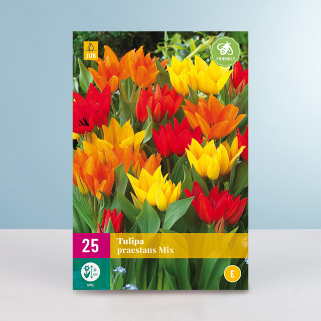 Tulpen Praestans Mix BLUME2000 mit 25 Zwiebeln - Bild 1