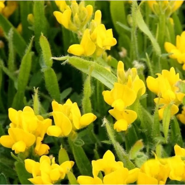 Pfeilginster Genista sagittalis Zwergstrauch mit goldgelben Blüten, Höhe: 20-30 cm - Bild 1