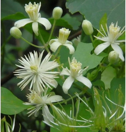 Clematis vitalba Gemeine Waldrebe Kletterpflanze Weiß Nr-01.de