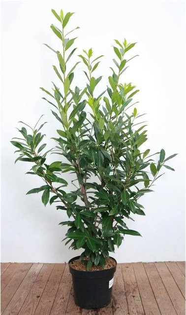 Prunus aurocerasus Caucasica Kaukasus-Kirsche von Pflanzen für dich, Höhe: 120-140 cm - Bild 1