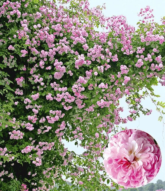 Rambler-Rose Paul's Himalayan Musk Rambler - Bild 1
