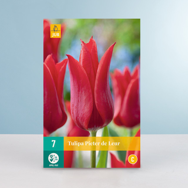 Lilienblütige Tulpe Pieter de Leur BLUME2000 Schnittblume 7 Zwiebeln - Bild 1