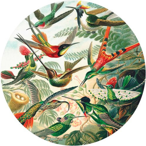 K&L Wall Art Runde Vliestapete Haeckel Kolibris Nostalgisch, mehrfarbig, matt - Bild 1