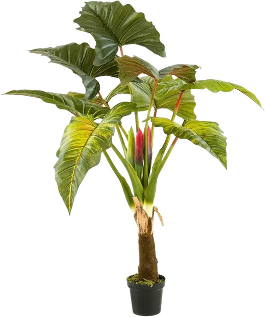 Künstliche Colocasia Mika von Aplanta, Höhe: 160 cm - Bild 1