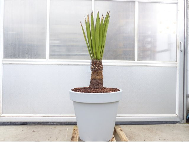 Yucca Faxoniana Palmilla winterhart, Höhe: 140 cm, Stamm: 30 cm, Grünwaren in Grau und Grün - Bild 1
