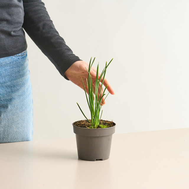 BIO Gartenknoblauch von BLUME2000 für Beet oder Kübel - Bild 1
