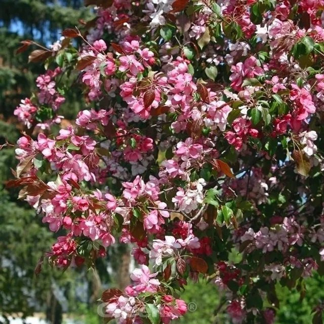 Zierapfel Rudolph Malus Hybride mit pinken Blüten von Nr-01.de, 80-100 cm Höhe - Bild 1