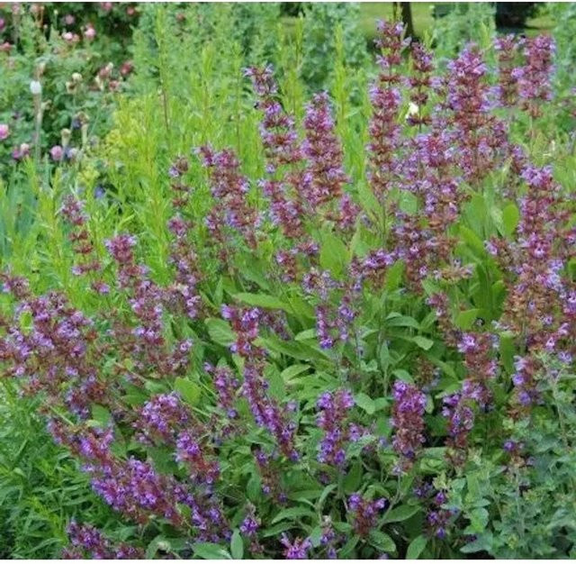 Echter Salbei Salvia officinalis als mehrjährige Gewürz- und Duftpflanze von Nr-01.de - Bild 1