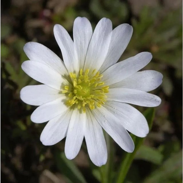 Balkanwindröschen White Splendour Anemone blanda weiße Staude im Topf - Bild 1