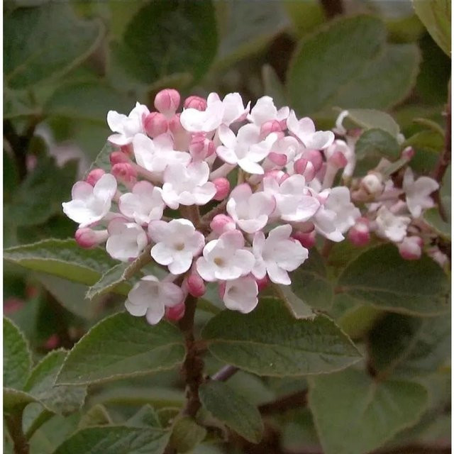 Koreanischer Duftschneeball Aurora Viburnum carlesii, weißer Strauch für den Garten, Höhe: 30-40 cm - Bild 1