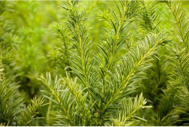 Taxus baccata Semperaurea Eibenstrauch Gelb-Grün Höhe: 50-60 cm - Bild 1