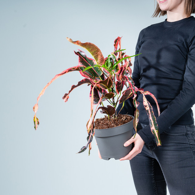 Kroton variegatum Zimmerpflanze von Green Living in Bunt gemustert (Grün, Rot, Pink) - Bild 1