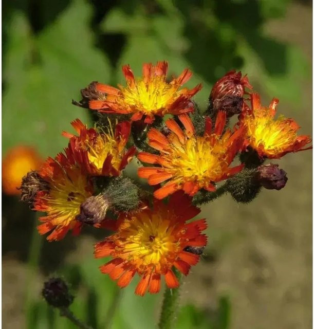 Rotes Habichtskraut Hieracium rubrum von Nr-01.de in Rot und Orange - Bild 1