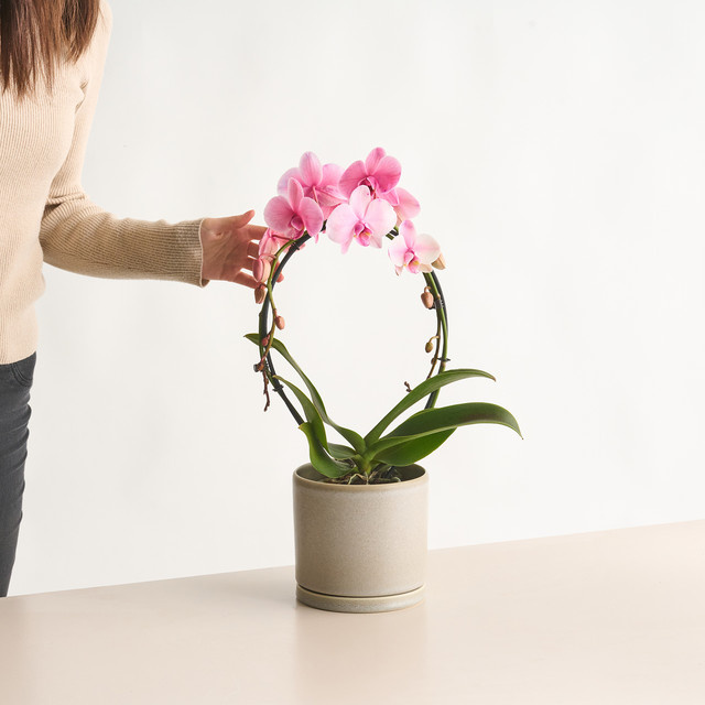 Green Living Phalaenopsis I am Pink Orchidee in Bogenform, Pink - Bild 1