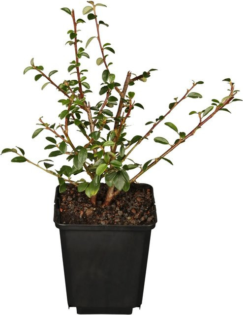 Cotoneaster Helix Teppich-Zwergmispel als Bodendecker im Topf - Bild 1