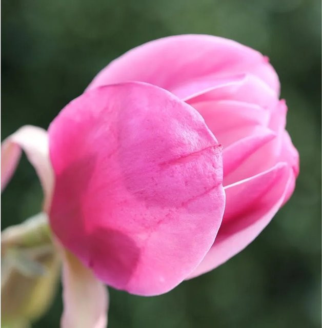 Magnolia Sweet Valentine Magnolia soulangiana in Pink, Höhe: 80-100 cm - Bild 1