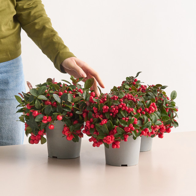 BLUME2000 Rote Scheinbeere Gaultheria procumbens, 3 Stück - Bild 1