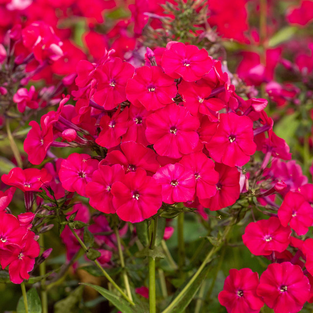 Phlox paniculata RockCollection Rot als winterharte Staude für Beete und Rabatten von BLUME2000 - Bild 1