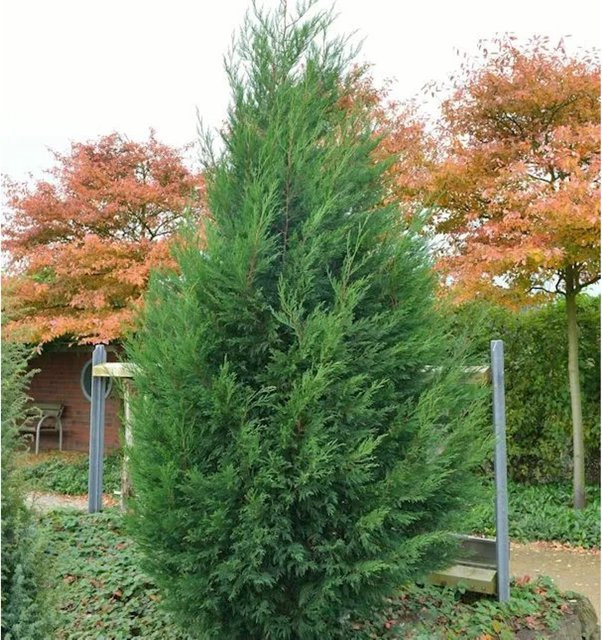 Leyland-Zypresse Cupressocyparis Leylandii als grüne Heckenpflanze, Höhe: 125-150 cm - Bild 1