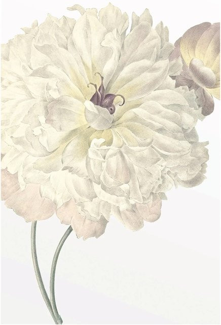 Komar Wandbild Illustration Dahlia in Multicolour, B: 50 cm, H: 70 cm - Bild 1