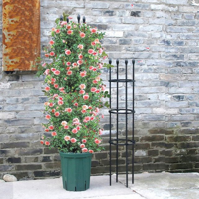Halbrunde Pflanzenstütze aus Kunststoff für Kletterpflanzen und Bonsai, Schwarz, B/T/H: 22,0 x 110,0 cm - Bild 1
