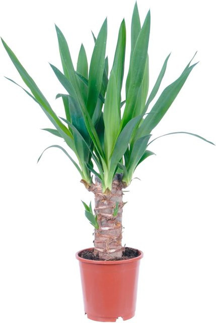 GROW by OBI Yucca elephantipes Palmlilie als Zimmerpflanze im Topf mit einer Höhe von 350 cm - Bild 1