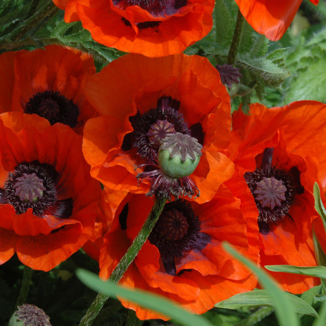 BIO Türkischer Mohn Brillant von BLUME2000, 3 Stück - Bild 1