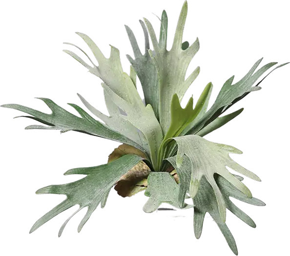 Künstlicher Geweihfarn Hubert von Aplanta, grün, Höhe: 33 cm - Bild 1