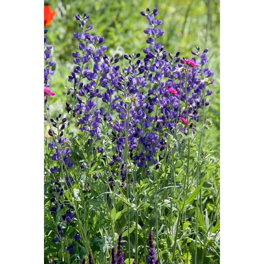 Blauer Eisenhut Aconitum Napellus von Pflanzen für dich, Topfgröße: 11 x 11 cm - Bild 2
