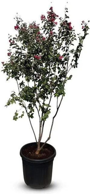 Sunny-Tree Lagerstroemia Indica Indischer Flieder Multistamm Rotblühend, Höhe: 200 cm - Bild 1
