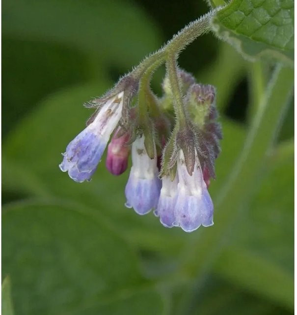 Echter Beinwell Symphytum officinale als mehrjährige Zierpflanze von Nr-01.de - Bild 1