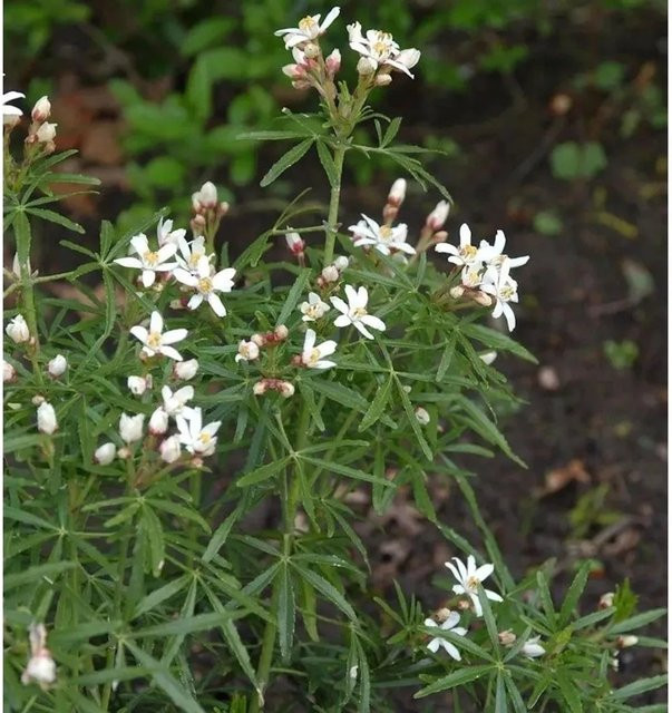 Orangenblume Scented Gem Choisya ternata Strauch, Höhe: 80-100 cm - Bild 1