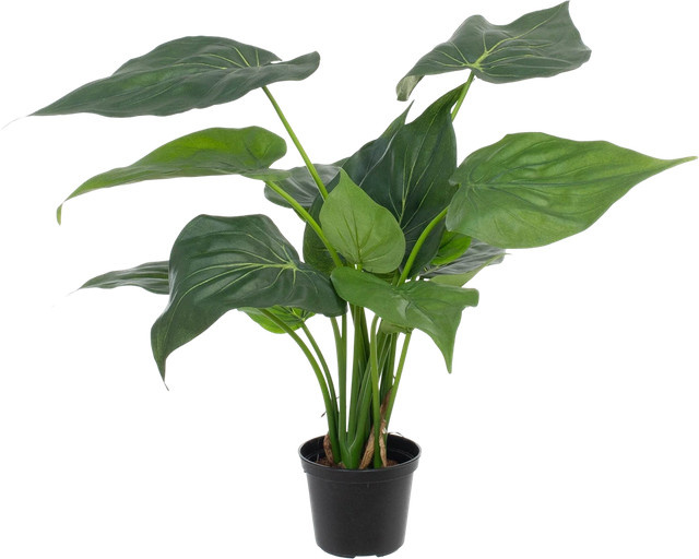 Künstliche Alocasia Ebba von Aplanta in Grün, Höhe: 40 cm - Bild 1