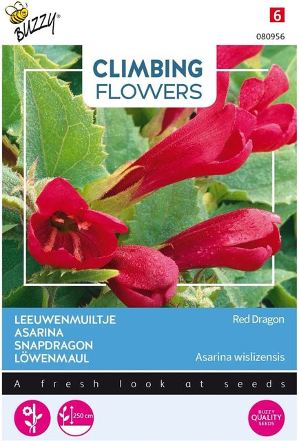 Arborix Asarina Red Dragon Kletterpflanze Samen für reichblühende Gartenblumen, ca. 10 Samen - Bild 1