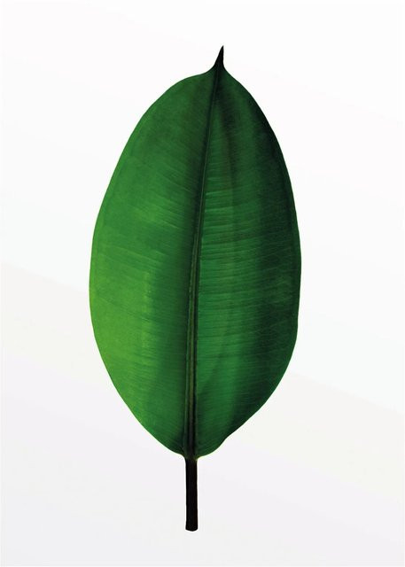 Komar Wandbild Ficus Leaf in Grün, Breite: 30 cm, Höhe: 40 cm - Bild 1