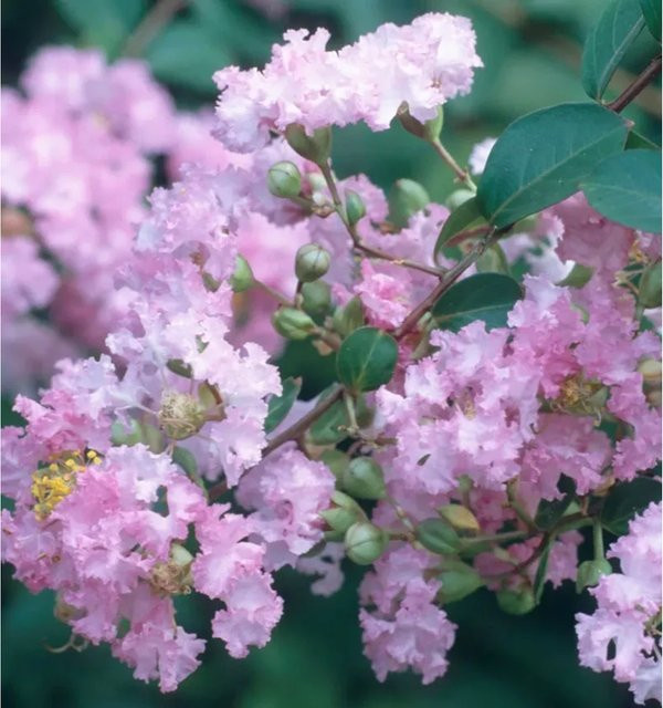 Chinesische Kräuselmyrte Petite Orchid Lagerstroemia indica in Pink, Höhe: 30-40 cm - Bild 1