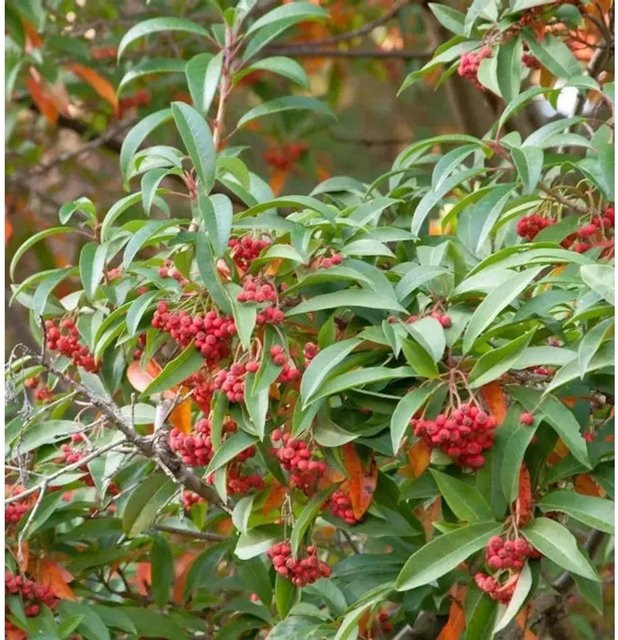 Stranvaesia davidiana Funkenblatt Strauch in Weiß und Rot, Höhe: 60-80 cm - Bild 1