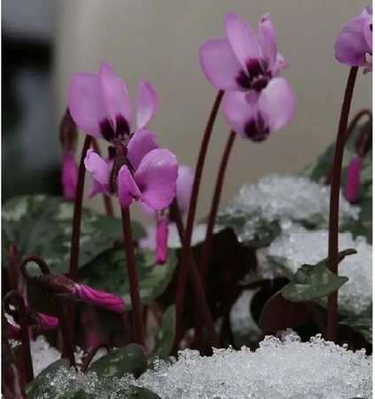 Herbst Alpenveilchen Cyclamen hederifolium Rosenteppich als mehrjährige Staude von Nr-01.de