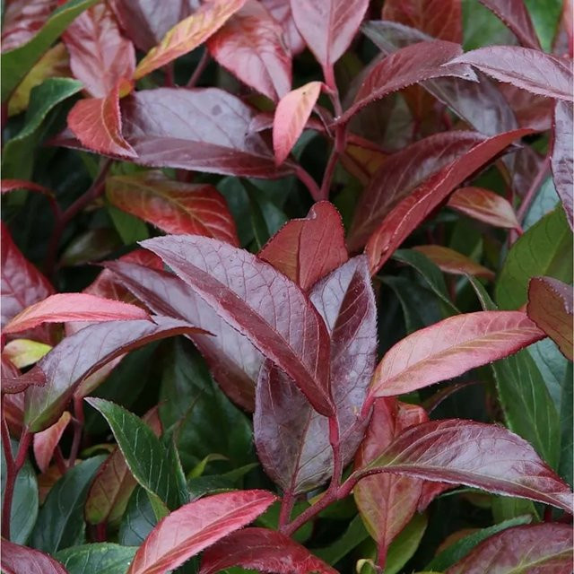 Kleine Traubenheide Royal Ruby Leucothoe keikei Gartenstrauch in Rot und Grün, Höhe: 20-30 cm - Bild 1