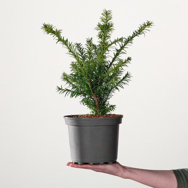 Eibe Golden Nugget Taxus baccata von BLUME2000 als pflegeleichter Gartenstrauch - Bild 1
