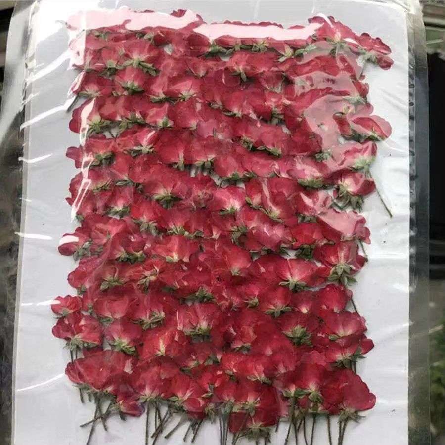 60 Stück getrocknete rote chinesische Rosen als gepresste Blumen für DIY Schmuck, Lesezeichen und Bastelarbeiten von DRtrade - Bild 3