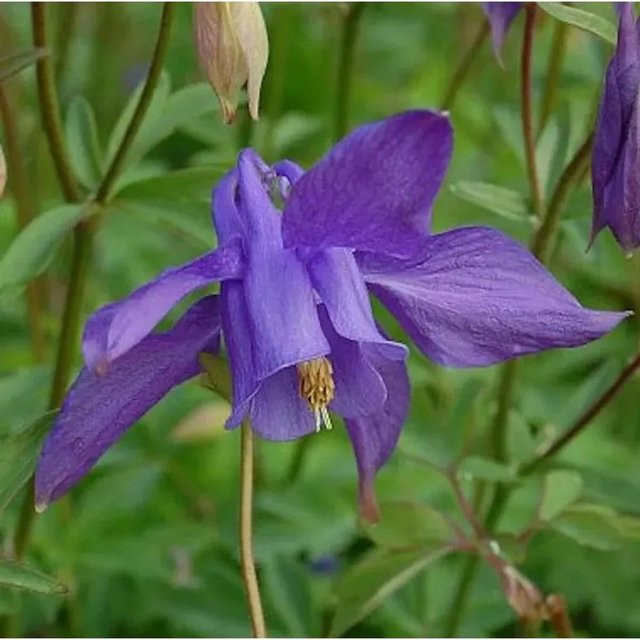 Alpen Akelei Aquilegia alpina als mehrjährige Pflanze für deinen Naturgarten - Bild 1