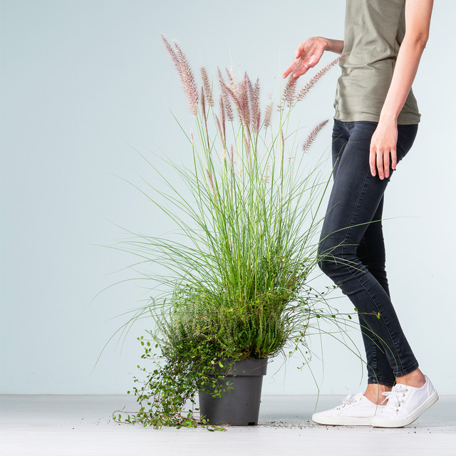 BLUME2000 Calluna Heidekraut Mix 2 im Topf - Bild 1