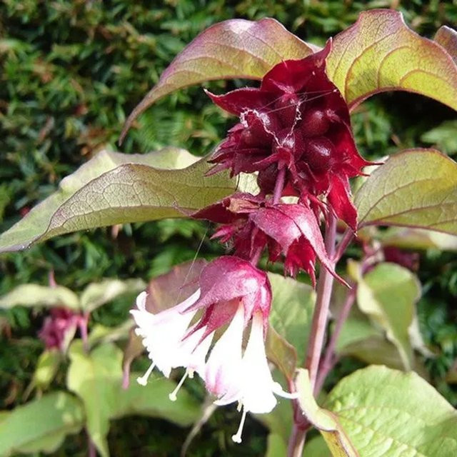 Arborix Leycesteria formosa Purple Rain Zierstrauch mit violetten Beeren, Höhe: 40 bis 50 cm - Bild 1