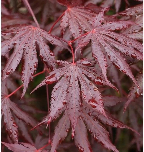 Fächer Ahorn Acer palmatum Trompenburg rot orange 100-125cm von Nr-01.de - Bild 1