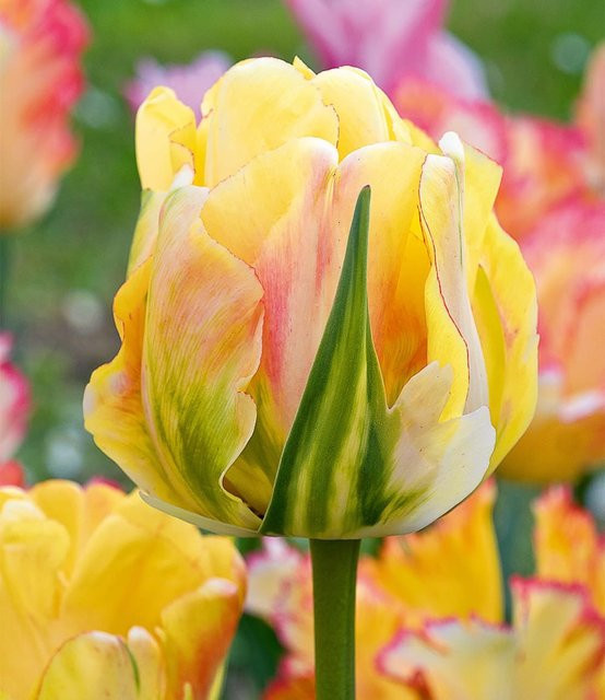 Tulpe Akebono - Bild 1