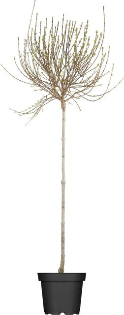 GROW by OBI Syringa Afghanischer Flieder Lila, Zierstrauch, Höhe: 50 - 60 cm, Topf: 3,5 l - Bild 1