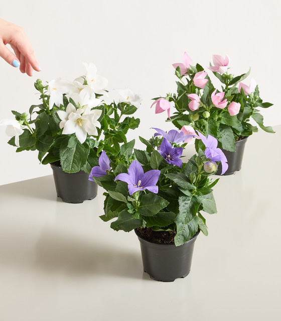 3er Set Blaue Ballonblume Platycodon grandiflorum von BLUME2000 als pflegeleichte Staude - Bild 1